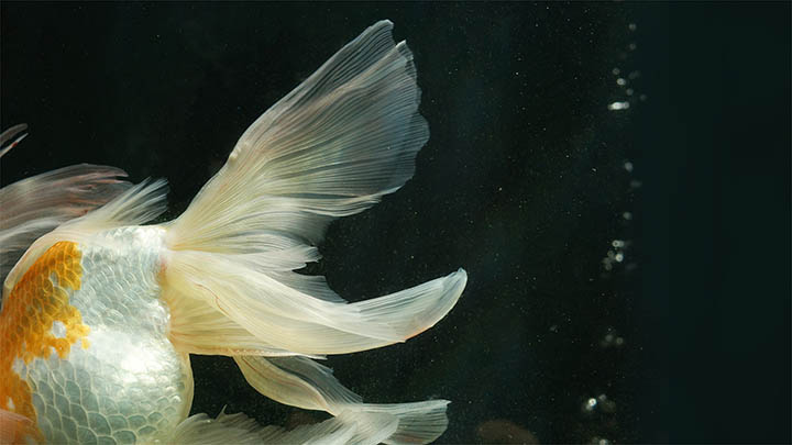 如何下载WPS的PDF文件？权威指南助你搞定 二