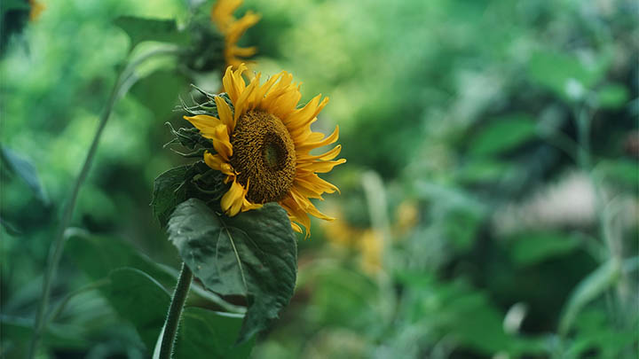 初次尝试如何用WPS？新用户详细指南+功能探索技巧 二