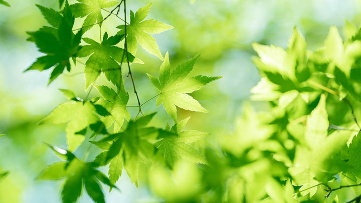 WPS下载记录：快速删除技巧详解 二