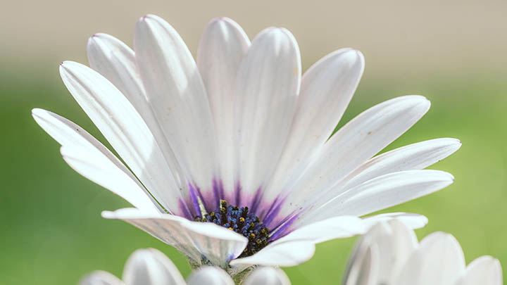 WPS软件下载：官方3步简易指南 二