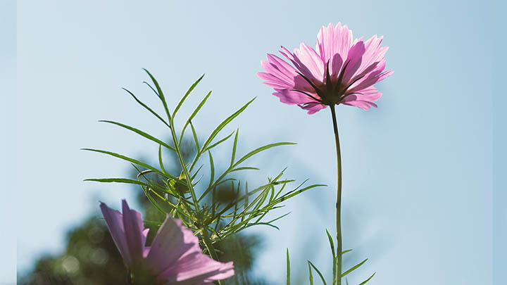 电脑端WPS免费下载全攻略：快速下载安装教程详解 二