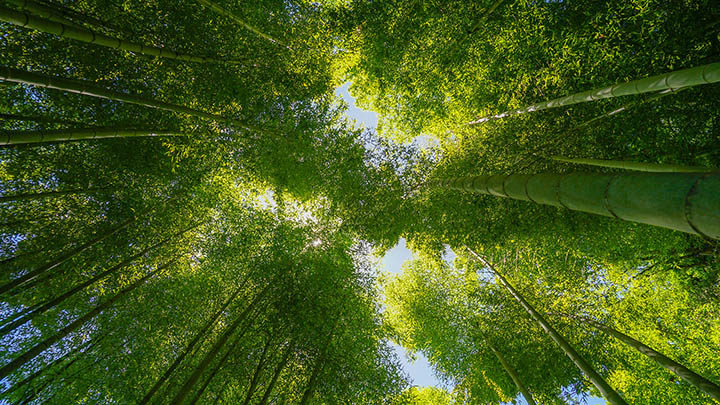 WPS如何下载中文？详细教程助您轻松安装 二