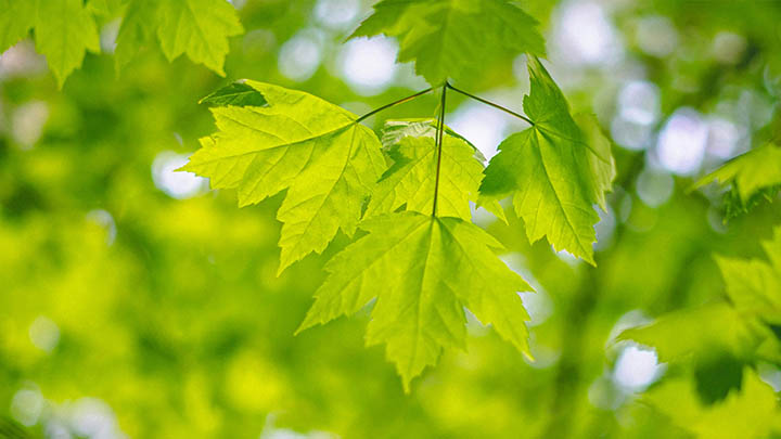 WPS如何下载教材？详细解析下载步骤+离线保存方法 二