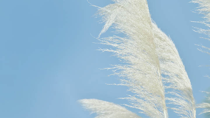 WPS官方如何下载？两种渠道快速获取完整版 二