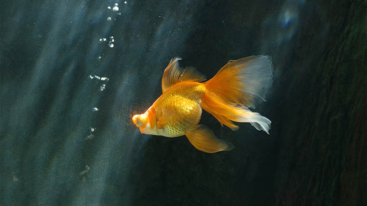 如何下载WPS中文版？极速获取安装包速成指南 二