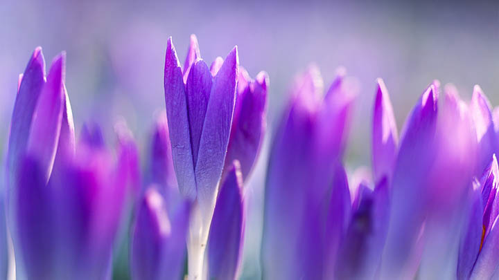 WPS公式下载：快速3步教程 二