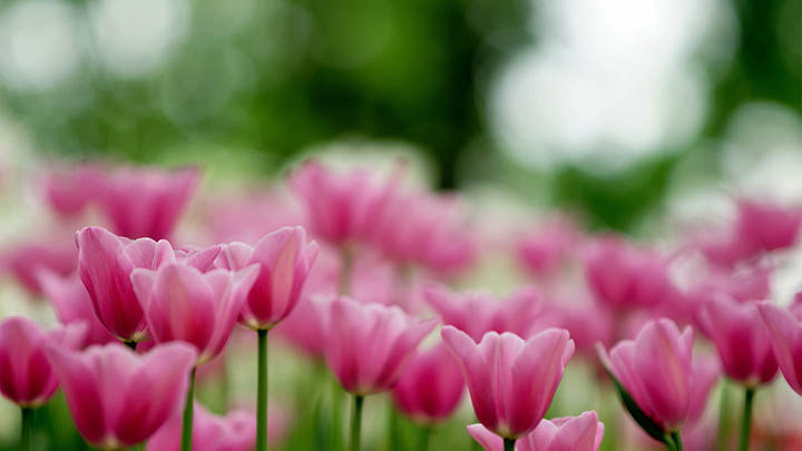 WPS旧版如何下载？一站式解决找不到资源/安装失败等问题 二