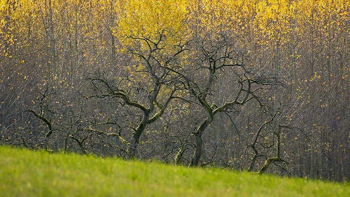 WPS文件如何下载：3步获取安装包 二