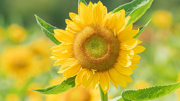 如何获取WPS文库资源？全面指南：下载技巧及高效管理策略解析 二