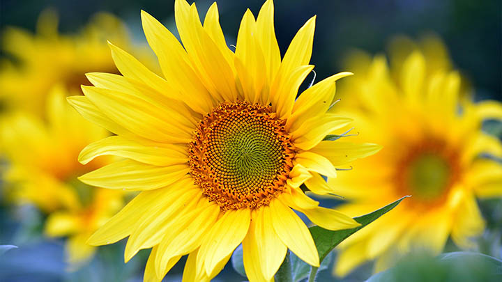 WPS下载：网上获取教程与注意事项揭秘 二