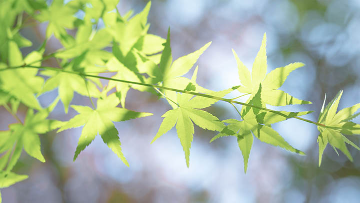 WPS壁纸下载全攻略+官方资源获取教程 二